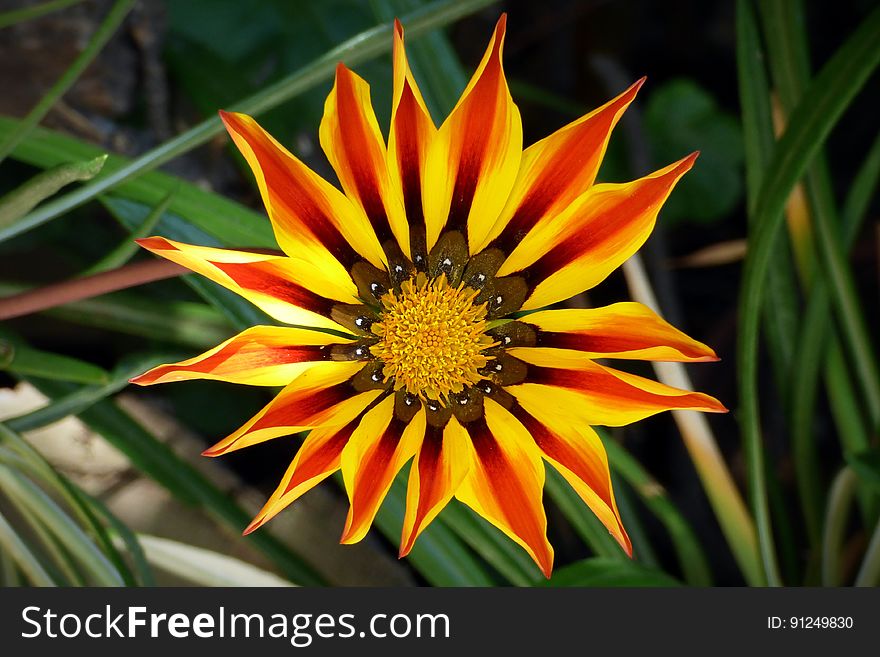 Yellow And Red Flower Blossom