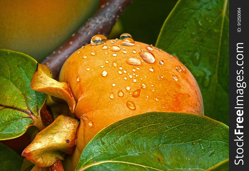 A ripe persimmon fruit on the tree with rain drops on the surface.