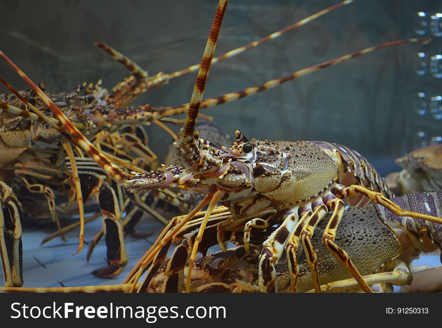 Close-up of Lobster