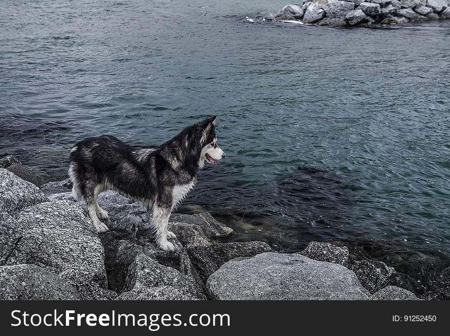 Dog stood on rocks by beach looking at sea. Dog stood on rocks by beach looking at sea.