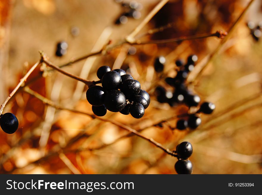 Blackberries