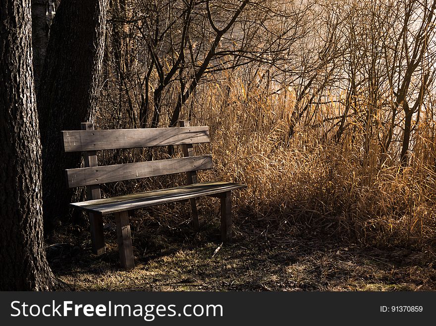 Nature, Tree, Woodland, Woody Plant