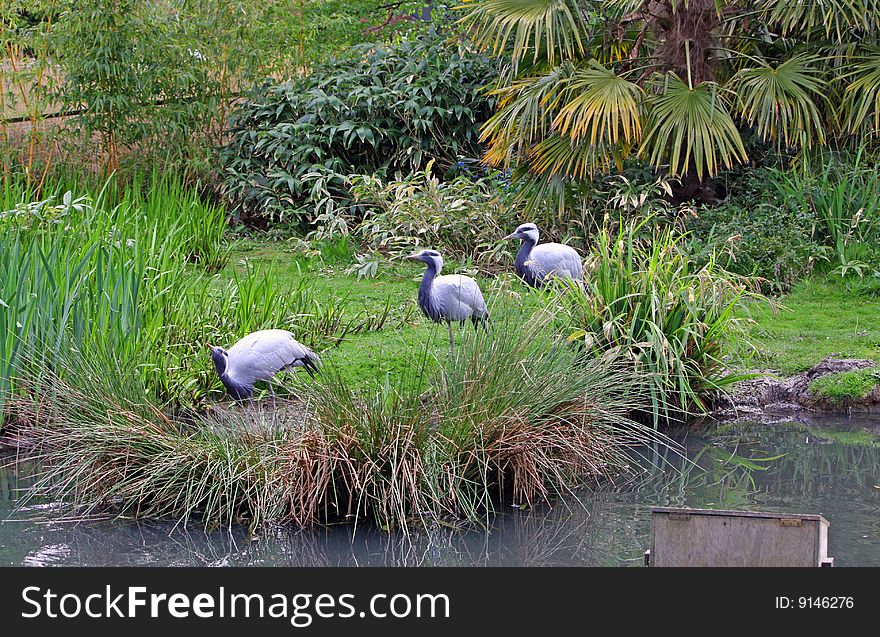 Birds Animal Landscape