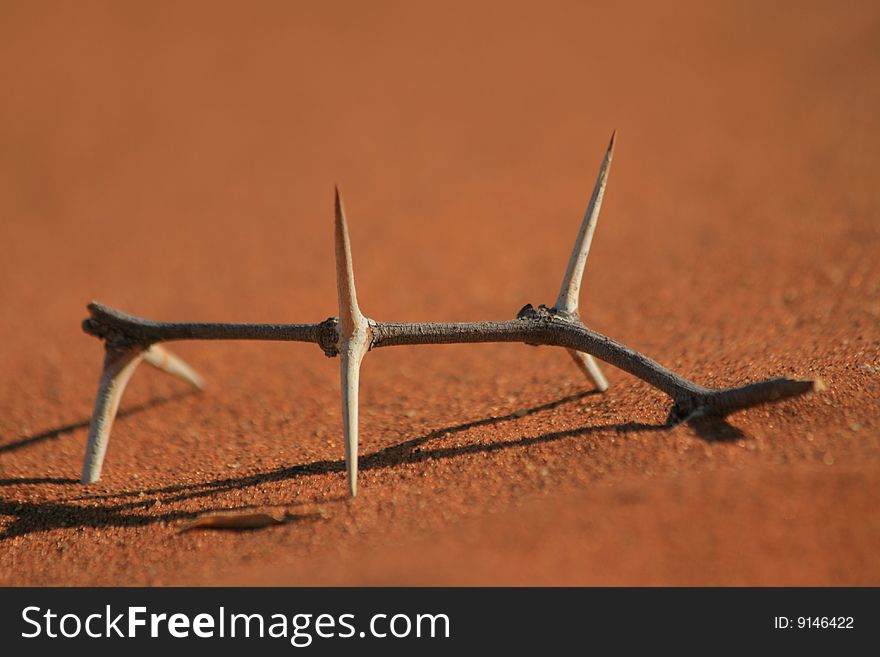 Sharp thorns in the desert sand, Namibia