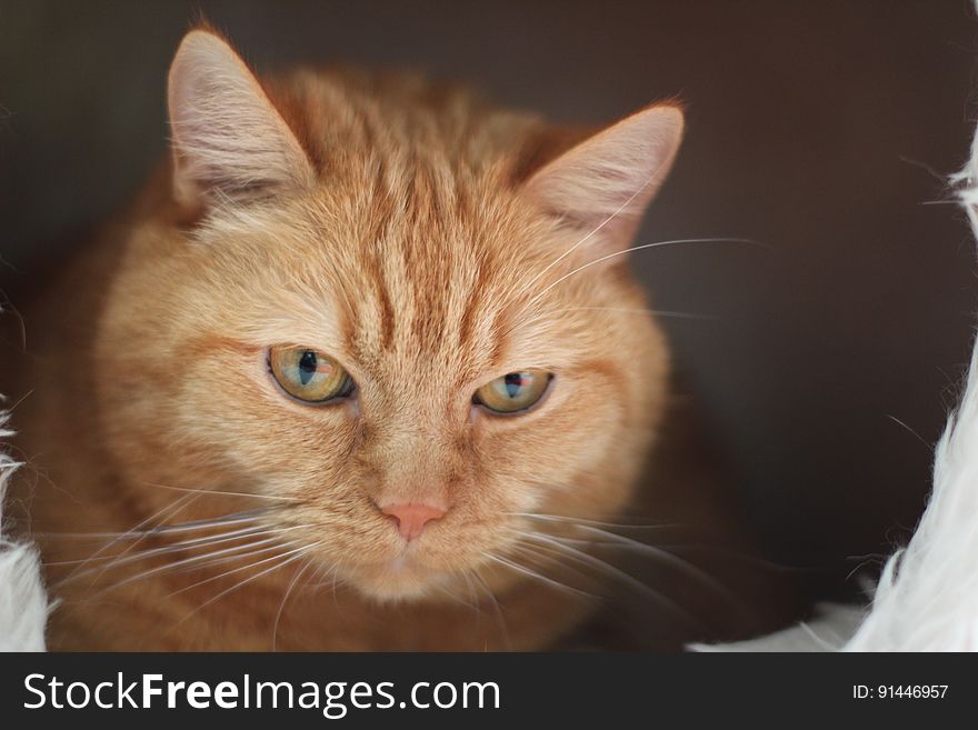 Close Up Photo Of Orange Tabby Cat