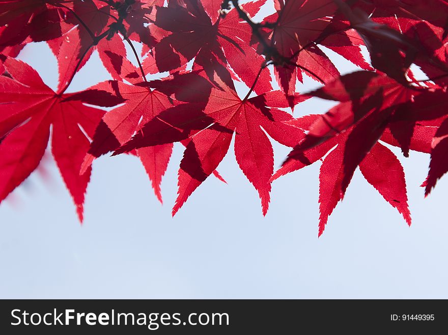 Red, Leaf, Maple Leaf, Tree