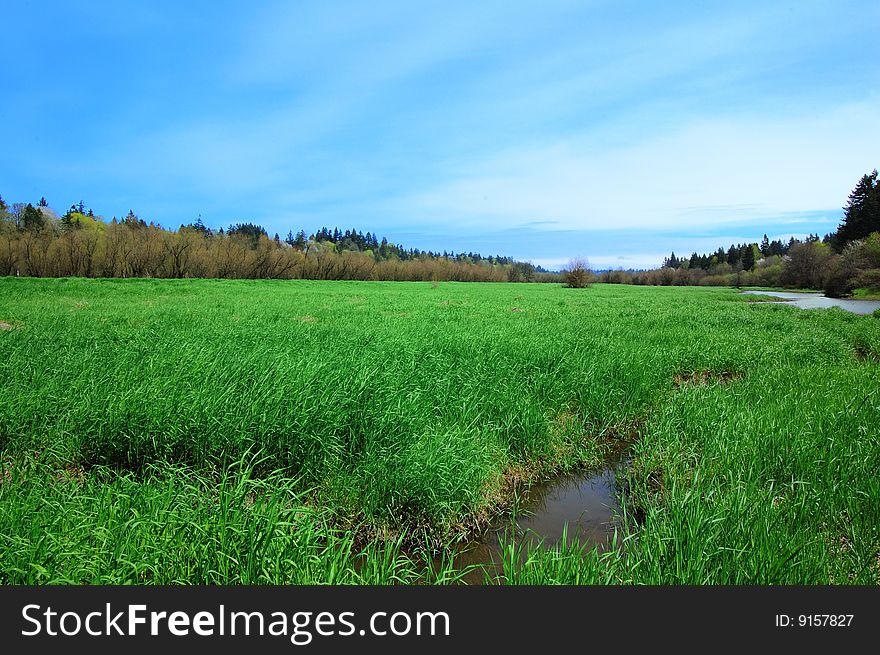 Salmon Creek Marshland View