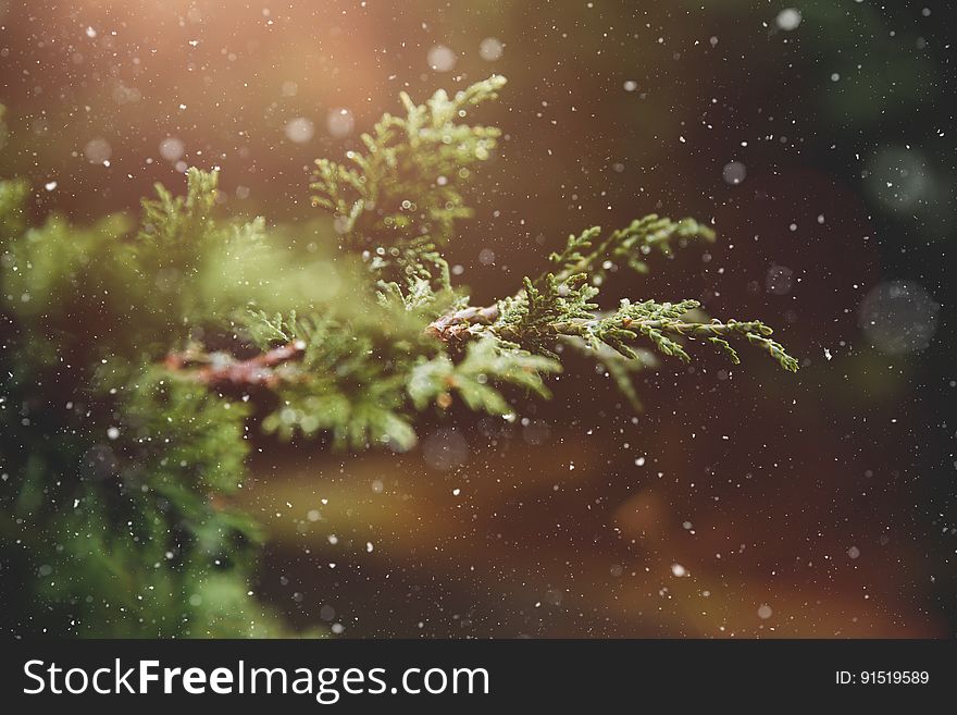 Bokeh glow of snowflakes over green pine tree branches. Bokeh glow of snowflakes over green pine tree branches.