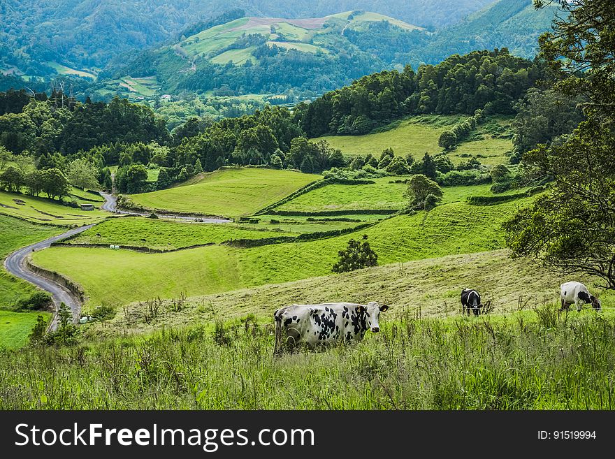 Cows on green hillside in mountain valley countryside.