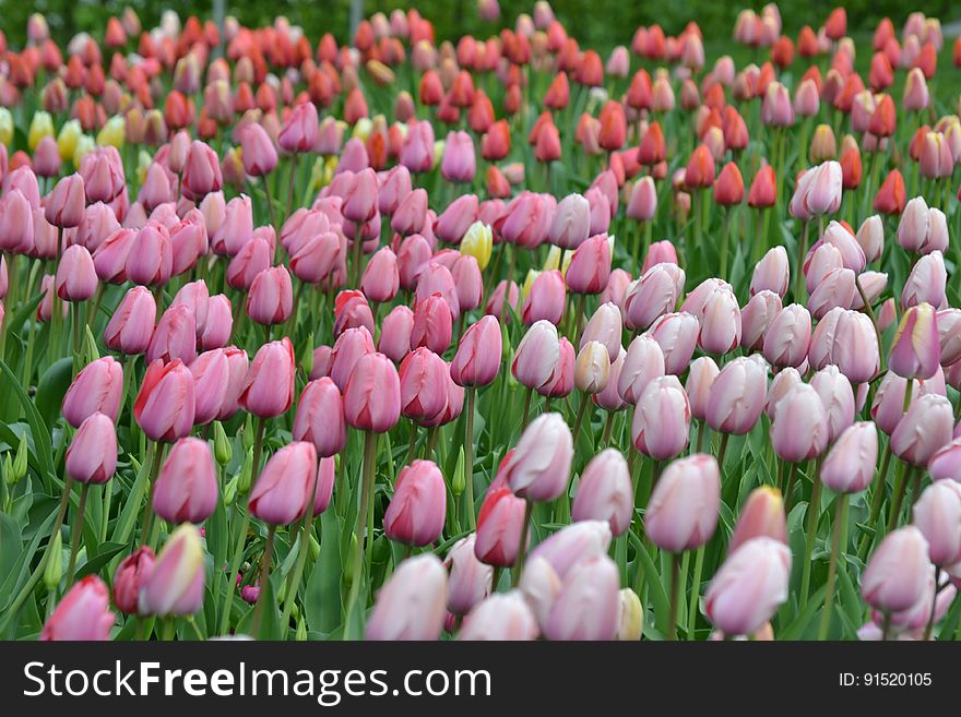 Colorful tulips in green field on sunny day. Colorful tulips in green field on sunny day.