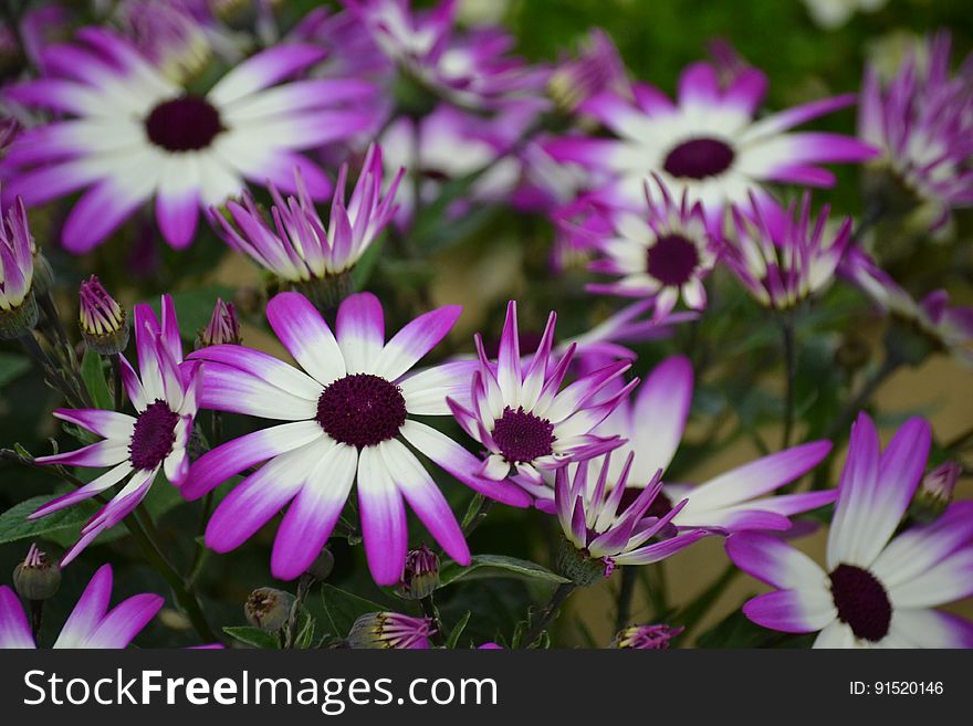 Close up of flowers with violet and white flowers.