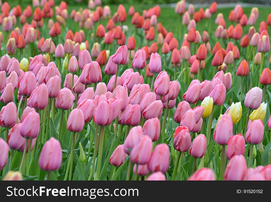 Field filled with purple and red tulips with a few yellow tulip flowers intermingled. Field filled with purple and red tulips with a few yellow tulip flowers intermingled.