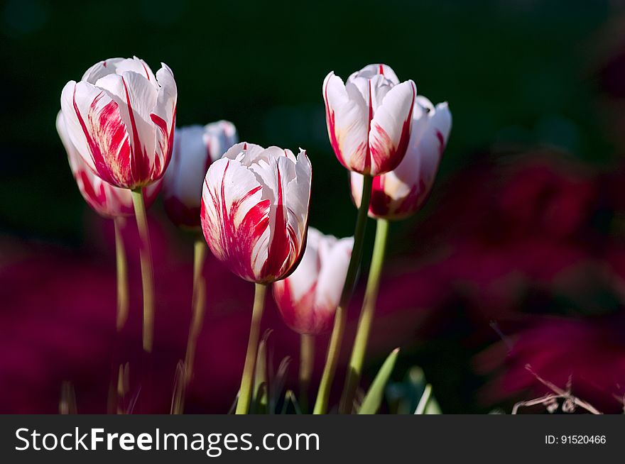 A close up of red white tulip flowers. A close up of red white tulip flowers.