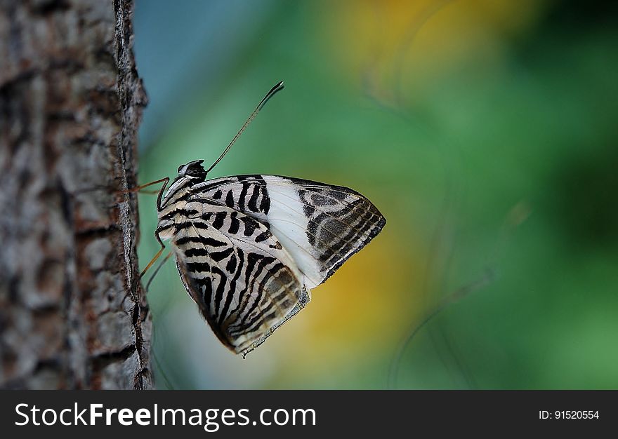 Side view of black and white butterfly resting on plan with blurred background and copy space.