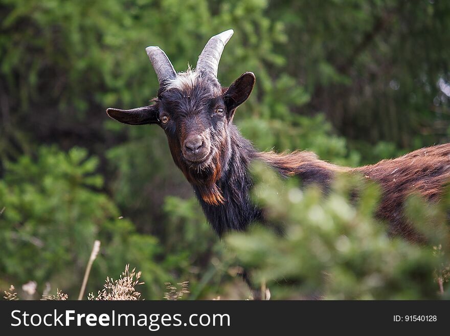 A pet goat in the forest