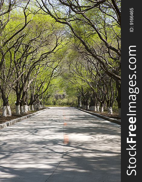 The boulevard in spring  near South Lake in China. The boulevard in spring  near South Lake in China.