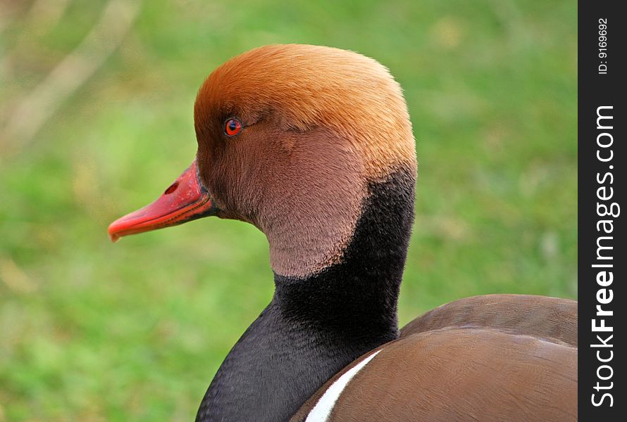 Bird Head close-up