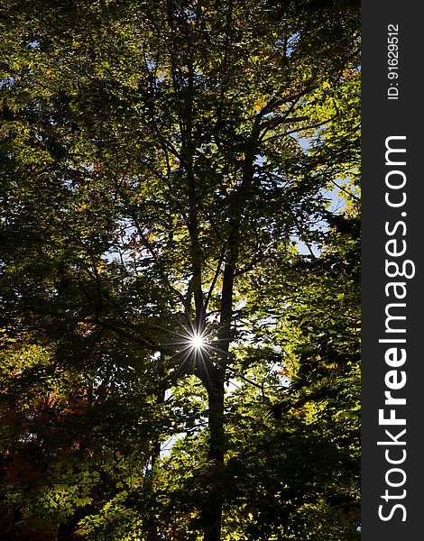 Sunlight through green leafy tree branches. Sunlight through green leafy tree branches.