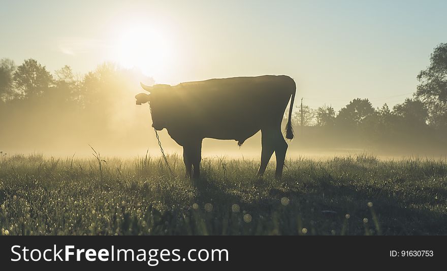 A cow standing on the field at sunrise. A cow standing on the field at sunrise.