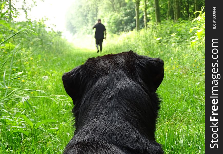 Dog watching man walking in forest