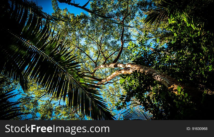 A forest view with a palm tree in the foreground. A forest view with a palm tree in the foreground.