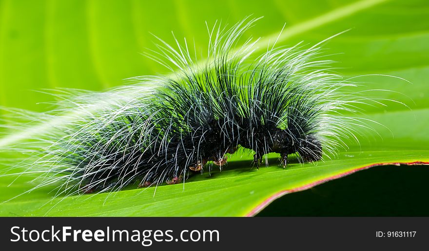 Black and White Hairy Caterpillar on Top of Green Leaf