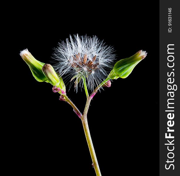 White Dandelion And 2 Green Buds Againts Black Background