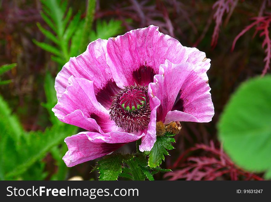 Pink Petaled Flowering Plant On Close Up Photography