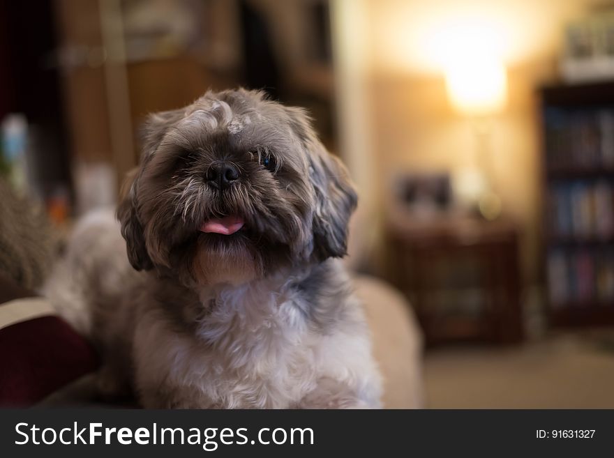 A portrait of a cute pet dog with a protruding tongue. A portrait of a cute pet dog with a protruding tongue.