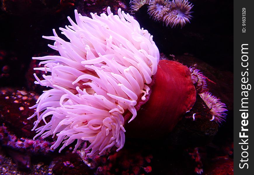 Pink and Red Seaweeds