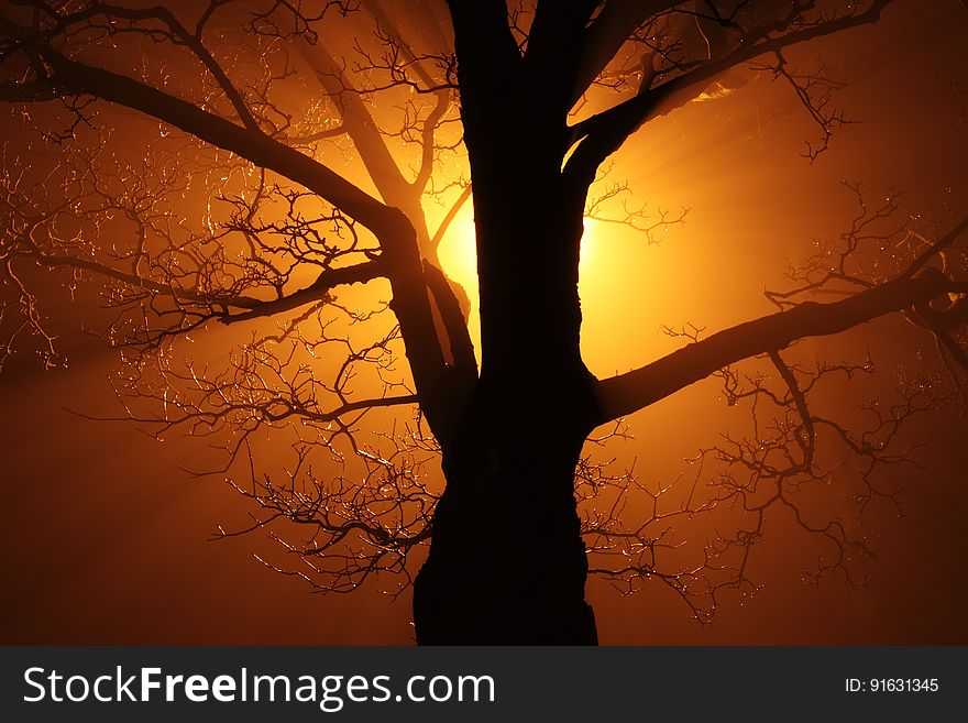 Silhouette of Bare Tree Against Sunlight