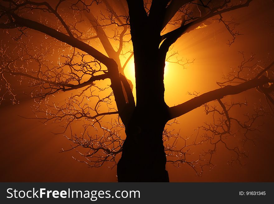 Silhouette Of Bare Tree Against Sunlight