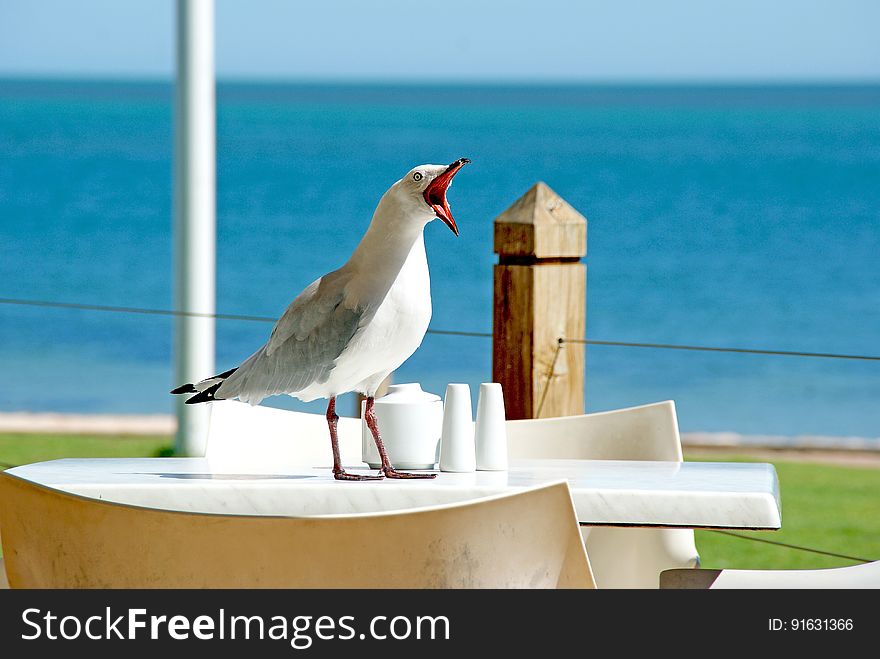 Bird, Sky, Beak, Sea