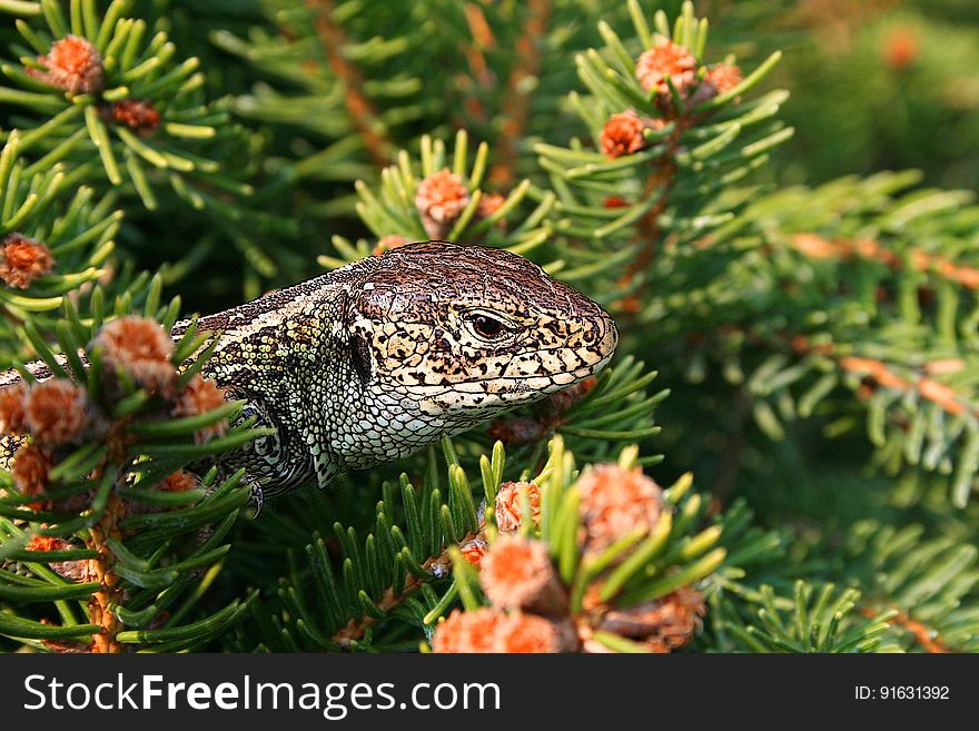 Pine Family, Reptile, Spruce, Organism