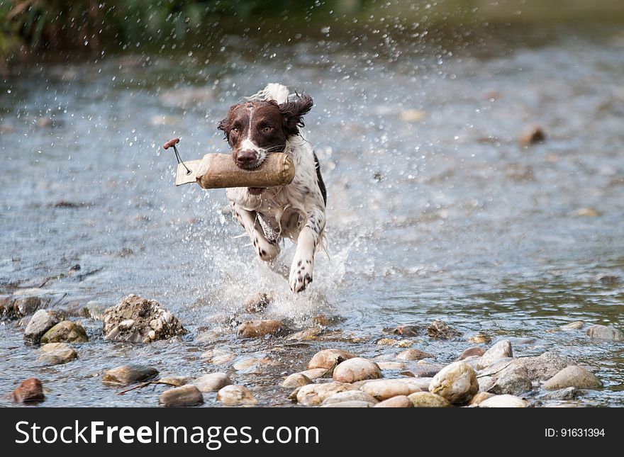 Dog, Water, Dog Like Mammal, Dog Breed