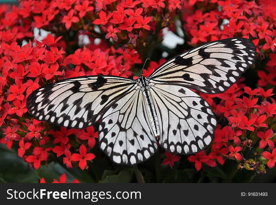 Butterfly, Moths And Butterflies, Invertebrate, Insect