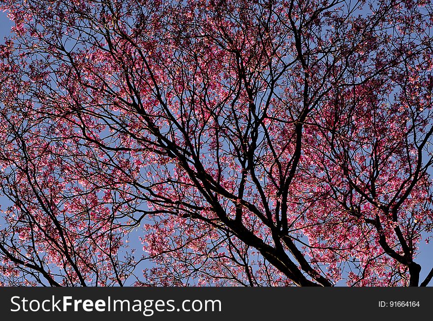 Sakura Tree Under Blue Sky during Daytime