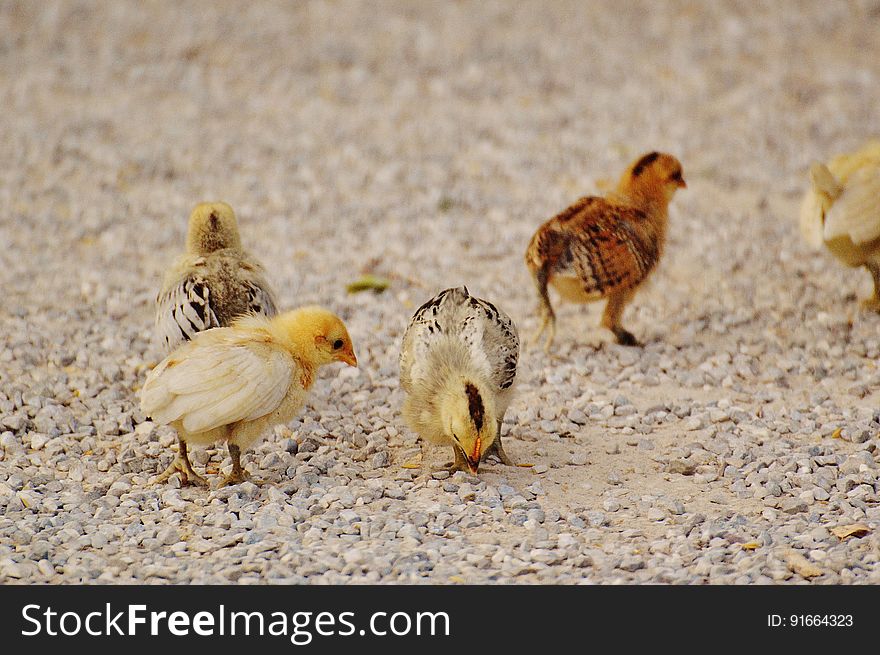 White and Yellow Chicks on Pebble Covered Ground