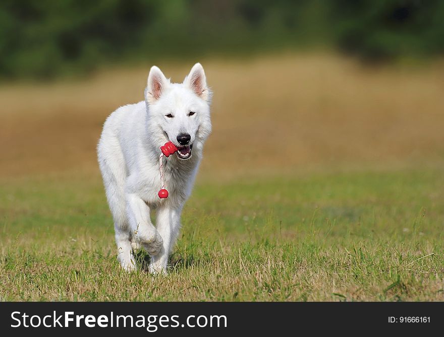 White Dog Running over Green Grass