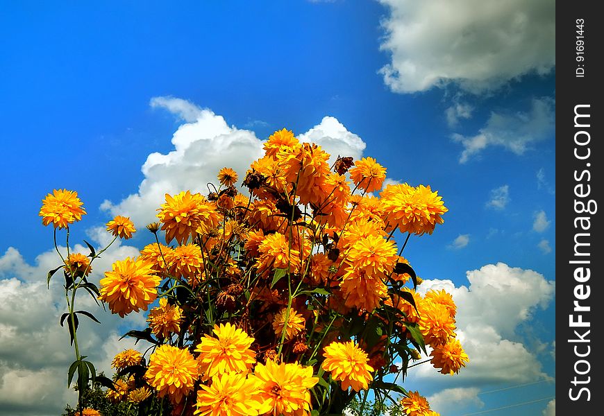 Yellow flowers against the cloudy sky background closeup