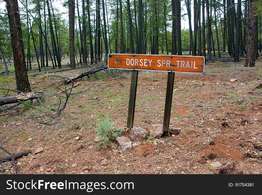 From Forest Road 538, the directions to the Dorsey Trailhead is well marked. FR 538G and 538E become progressively rougher and is not suitable for passenger cars. There is a pull-off at the turn to Dorsey Trailhead. Park there and hike the short distance to the trailhead. Photograph by Deborah Lee Soltesz. Credit USDA Forest Service, Coconino National Forest. For more information about this trail, see the Dorsey Trail No. 7 trail description on the Coconino National Forest website. From Forest Road 538, the directions to the Dorsey Trailhead is well marked. FR 538G and 538E become progressively rougher and is not suitable for passenger cars. There is a pull-off at the turn to Dorsey Trailhead. Park there and hike the short distance to the trailhead. Photograph by Deborah Lee Soltesz. Credit USDA Forest Service, Coconino National Forest. For more information about this trail, see the Dorsey Trail No. 7 trail description on the Coconino National Forest website.