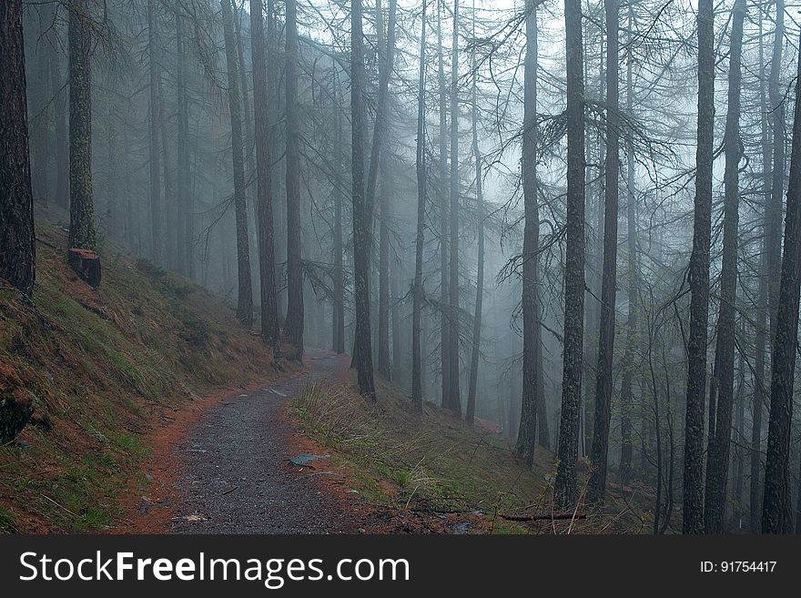 Trail In Forest Covered In Fog