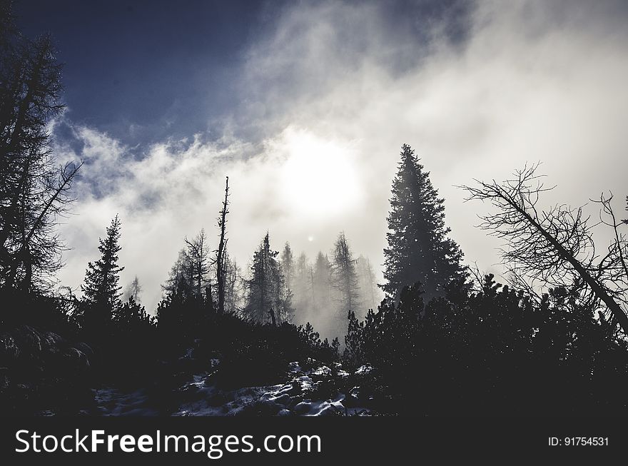 Haze In Snowy Forest