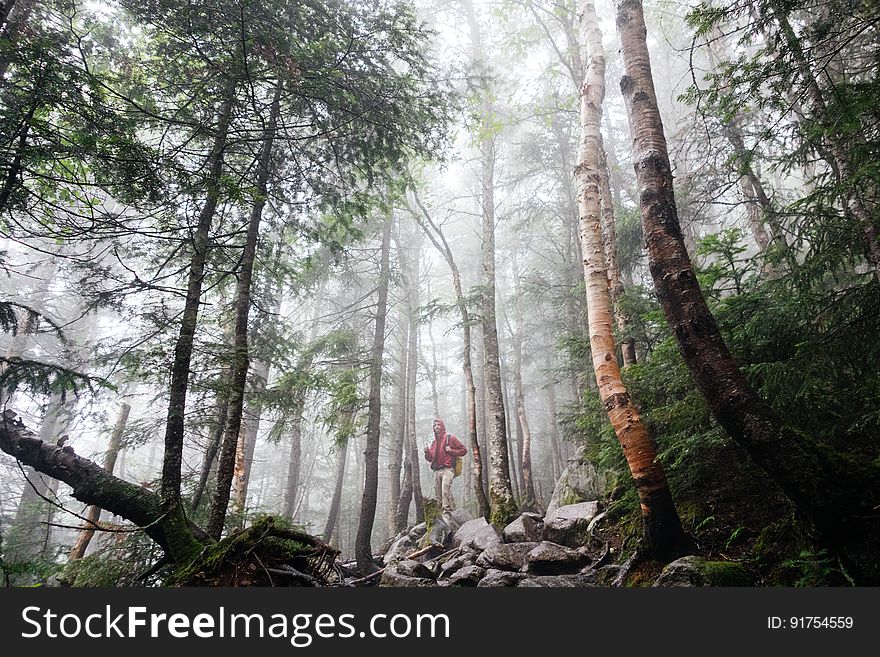 Person Hiking In Forest