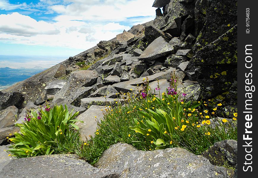 Varileaf cinquefoil &#x28;potentilla diversifolia&#x29; and Parrys primrose &#x28;primula parryi&#x29;. View along Humphreys Trail No. 50. The trail starts at the Arizona Snowbowl and winds steeply up to Humphreys Peak, the highest point in Arizona at 12,633 feet. Humphreys Peak is one of several named peaks in the San Francisco Peaks &#x28;aka San Francisco Mountain or simply &quot;the Peaks&quot;&#x29;. The mountain is an extinct stratovolcano. The 5+ mile hike ascends over an elevation gain of over 3,000 feet, and generally take 6 to 8 hours to complete. Brent Johnston of the Coconino National Forest took this photo on a weekend family hike, July 24, 2015. Credit: U.S. Forest Service, Coconino National Forest. For more information about this trail, see the Humphreys Trail No. 51 trail description on the Coconino National Forest website.