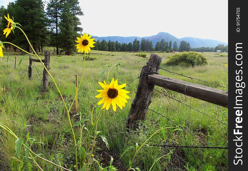 Sunflowers and Mount Elden view from near Old Caves Crater northern trailhead. Photo by Deborah Lee Soltesz, August 2015. Credit: U.S. Forest Service, Coconino National Forest. For more information about this trail, see the Old Caves Crater trail description on the Coconino National Forest website. Sunflowers and Mount Elden view from near Old Caves Crater northern trailhead. Photo by Deborah Lee Soltesz, August 2015. Credit: U.S. Forest Service, Coconino National Forest. For more information about this trail, see the Old Caves Crater trail description on the Coconino National Forest website.