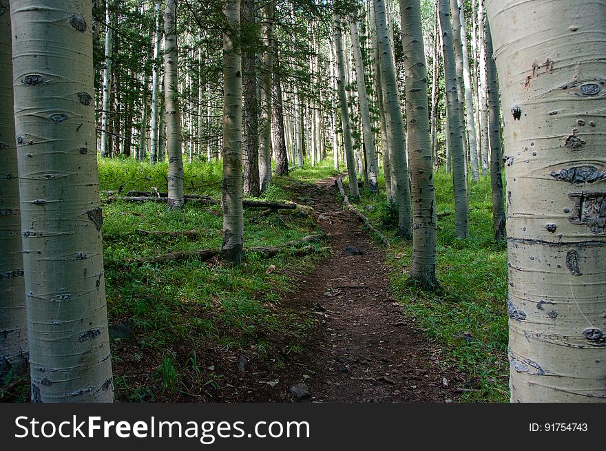 The Inner Basin Trail ascends from Lockett Meadow into the caldera of the San Francisco Peaks, an extinct volcano and home of the tallest peaks in Arizona. The first 1.7 miles of the trail winds through the extensive aspen forest flanking the upper reaches of the Peaks, joining the Waterline Trail briefly before following a jeep road into the caldera. The trail starts at an elevation of 8665 feet, gaining approximately 1200 feet over 2 miles on its way into the Inner Basin. The trail continues another 2 miles, gaining an additional 600 feet or so to join up with the Weatherford Trail. Photo by Deborah Lee Soltesz, August 2015. Credit: U.S. Forest Service, Coconino National Forest. For more information about this trail, see the Inner Basin No. 29 trail description on the Coconino National Forest website.