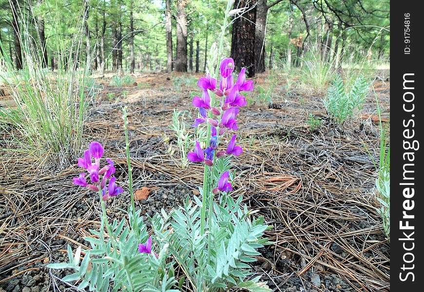 Milkvetch. Photo by Deborah Lee Soltesz, August 2015. Credit: U.S. Forest Service, Coconino National Forest. For more information about this trail, see the Old Caves Crater trail description on the Coconino National Forest website. Milkvetch. Photo by Deborah Lee Soltesz, August 2015. Credit: U.S. Forest Service, Coconino National Forest. For more information about this trail, see the Old Caves Crater trail description on the Coconino National Forest website.