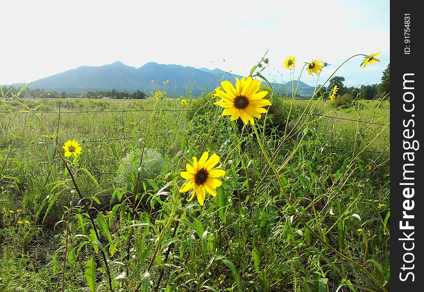 Sunflowers and view of the San Francisco Peaks near Old Caves Crater northern trailhead. Photo by Deborah Lee Soltesz, August 2015. Credit: U.S. Forest Service, Coconino National Forest. For more information about this trail, see the Old Caves Crater trail description on the Coconino National Forest website. Sunflowers and view of the San Francisco Peaks near Old Caves Crater northern trailhead. Photo by Deborah Lee Soltesz, August 2015. Credit: U.S. Forest Service, Coconino National Forest. For more information about this trail, see the Old Caves Crater trail description on the Coconino National Forest website.