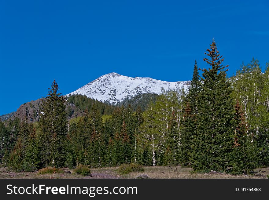 The Inner Basin Trail ascends from Lockett Meadow into the caldera of the San Francisco Peaks, an extinct volcano and home of the tallest peaks in Arizona. The first 1.7 miles of the trail winds through the extensive aspen forest flanking the upper reaches of the Peaks, joining the Waterline Trail briefly before following a jeep road into the caldera. The trail starts at an elevation of 8665 feet, gaining approximately 1200 feet over 2 miles on its way into the Inner Basin. The trail continues another 2 miles, gaining an additional 600 feet or so to join up with the Weatherford Trail. Photo by Deborah Lee Soltesz, May 2009. Credit: U.S. Forest Service, Coconino National Forest. For more information about this trail, see the Inner Basin No. 29 trail description on the Coconino National Forest website.